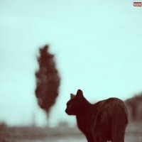 black cat :: Xudik 