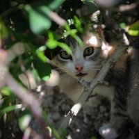Береговой кот :: Валерия Рябова