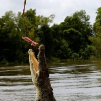 Jumping crocodile :: Ирина Бастырева