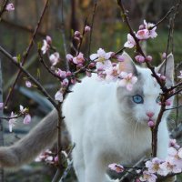 Кот в персиках.... :: Евгений Палатов