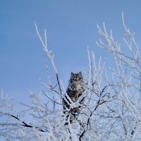 В дозоре... :: Андрей Зенков