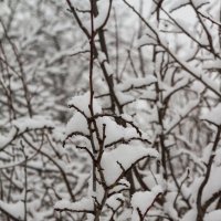 Первый снег :: Александр Ефанов