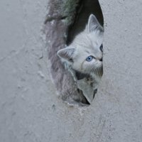 Милейший котенок :: Ирина Пшеничнова