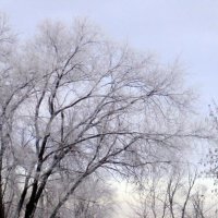 Дерево в школьном дворе :: Ольга Каркавина 