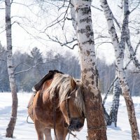 Лошадка :: Денис 