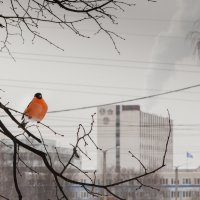 Городские мотивы :: Александр Ефименко