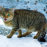 Пушистый охотник :: Sunny_cat -