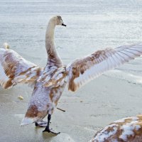 Лебедь встречает весну :: Светлана Малкина