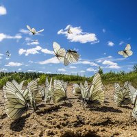 В стране белых бабочек :: Соня Орешковая (Евгения Муравская)