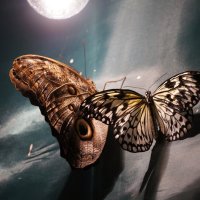 Бабочки :: Николай Варсеев