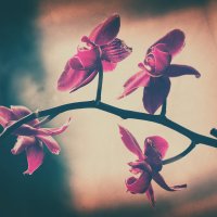 orchidea :: Igal 
