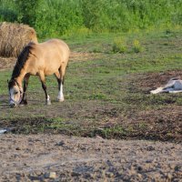 Лошадь и жеребёнок :: Aнна Зарубина