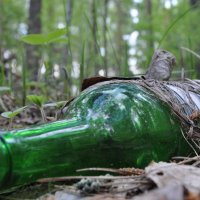Бутылочка в лесу :: Илья Любименко