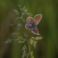 Бабочка :: Людмила Михеева 