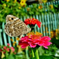 Бабочка у бабушки в саду! :: Ольга Демченко