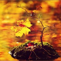 Осенние листья. :: диего 