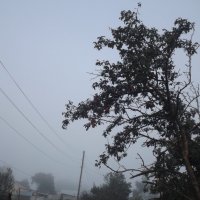 грибной туман :: Артюкова Таня 