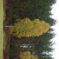 желто-зелёные листья берёзы выделяющие на фоне хвойного леса :: Николай Черонов