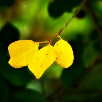 Начало осени, первые желтые листочки! :: Катерина Фролова
