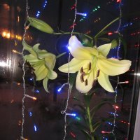 Новогоднее чудо- цветущая лилия на окне. :: вера Верхозина
