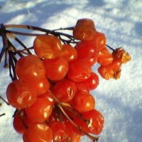 Зимняя ягода :: Миша Любчик