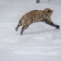 Забег на выживание. :: Валерий Трусов