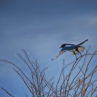 Не любит фотографироваться... :: Наталья Золотарева