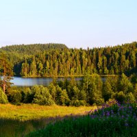 Рассвет над озером Ристиярви :: Светлана Кузина