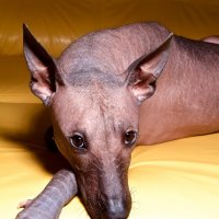 Портрет Ксолоитцкуинтли - голой Мексиканской собаки :: Asja SS