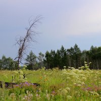 Мертвое среди живых :: Елена 