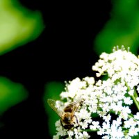 Пчелка труженица :: Любовь Космачева