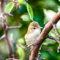 маленькая птица бормотушка :: Ирина Байбулатова