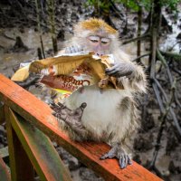 Читатель в мангровых лесах. :: Сергей Бурлакин