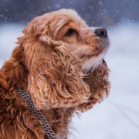 Чем пахнет первый снег?!! :: Оксана Ильченко