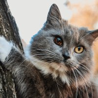 Одесский кот ) :: Саша 