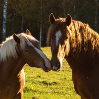 Любовь и лошади :: Семен Гольцман