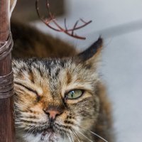 Кошка :: Николай Ефремов