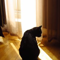 Кошка, которая держит себя в черном теле :: Андрей Лукьянов