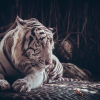 White tiger. :: Илья В.