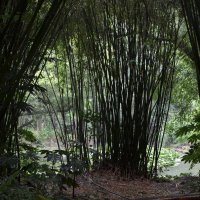 бамбуковы лес :: julia 
