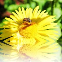 Пчелка на цветке :: Алина Ross