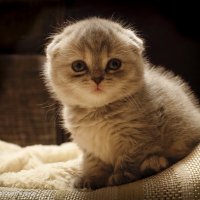 Портрет вислоухого котенка :: Юрий Пузанов