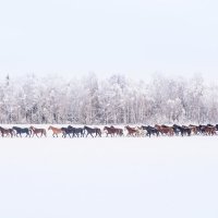 Делегация :: Екатерина Просвирнина