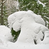 снежные человеческие скульптуры в лесу. :: Валерий. Талбутдинов.