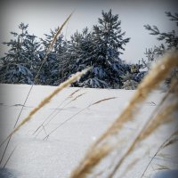 Сквозь препятствия к красотам зимнего леса... :: Наталья 