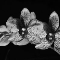 Орхидея :: Ольга Евграфова