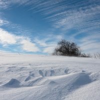 Снежное поле :: Людмила Цвиккер