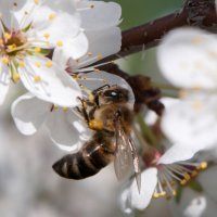 Пчела :: Мария Сидорова