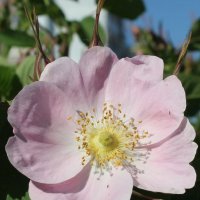 Цветок розового шиповника :: Наталья Золотых-Сибирская