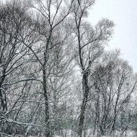 Наконец-то выпал снег :: Людмила Финкель